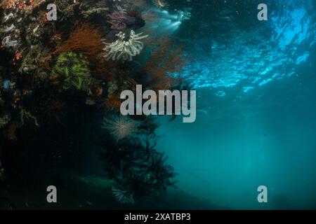 Unterwasserlandschaften in der Lembeh Strait Stockfoto