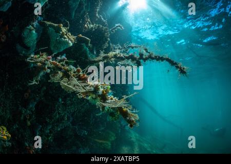 Unterwasserlandschaften in der Lembeh Strait Stockfoto