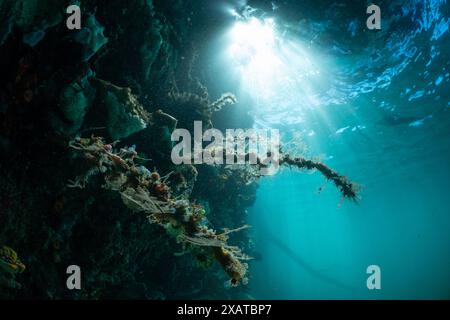 Unterwasserlandschaften in der Lembeh Strait Stockfoto
