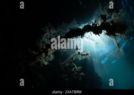 Unterwasserlandschaften in der Lembeh Strait Stockfoto