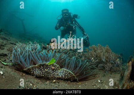 Unterwasserlandschaften in der Lembeh Strait Stockfoto
