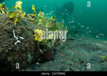 Unterwasserlandschaften in der Lembeh Strait Stockfoto