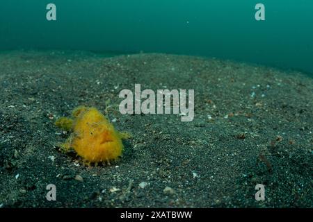 Unterwasserlandschaften in der Lembeh Strait Stockfoto