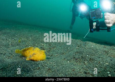 Unterwasserlandschaften in der Lembeh Strait Stockfoto