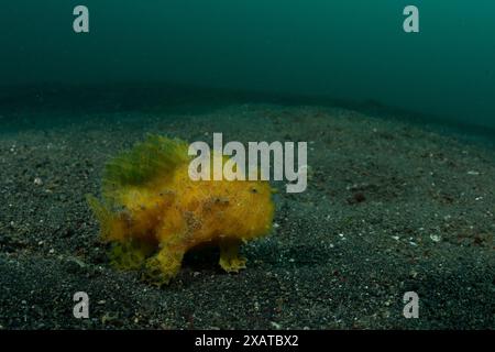Unterwasserlandschaften in der Lembeh Strait Stockfoto