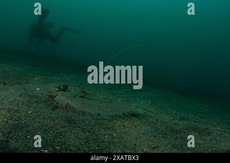 Unterwasserlandschaften in der Lembeh Strait Stockfoto