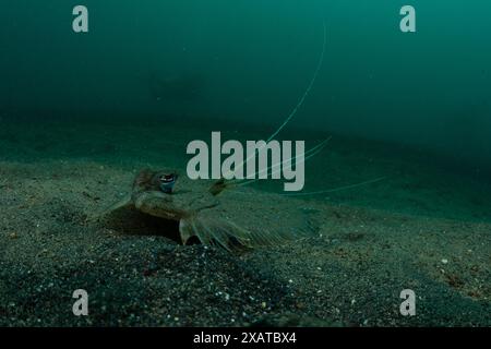 Unterwasserlandschaften in der Lembeh Strait Stockfoto
