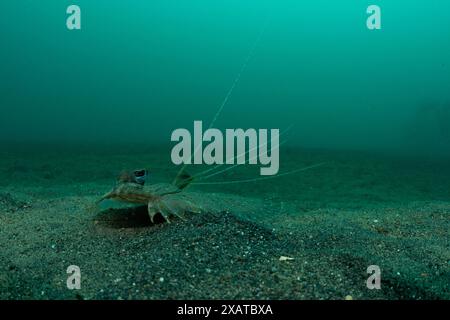 Unterwasserlandschaften in der Lembeh Strait Stockfoto
