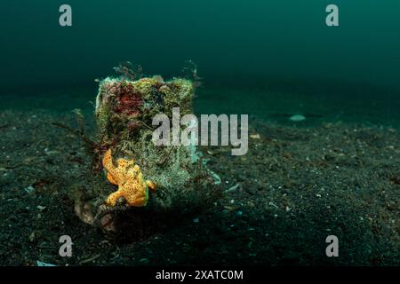 Unterwasserlandschaften in der Lembeh Strait Stockfoto