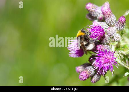 Humblebee oder Hummel isst Nektar und Pollen von Blüten, Nahaufnahme von Insekten, Bestäubung von Pflanzen, bombus impatiens Stockfoto