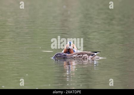 Mandarinente (Aix galericulata) Weibchen nimmt eine Bauchhaltung an, um männliche zur Paarung auf einem Waldteich zu bitten, Forest of Dean, Gloucestershire, Großbritannien, Mai. Stockfoto