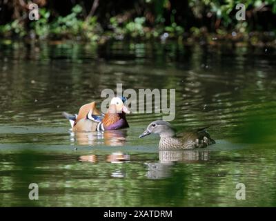 Mandarinente (Aix galericulata) Paar Jagdfliegen, die sich an einem warmen Frühlingstag auf der Oberfläche eines Waldteichs paaren, Forest of Dean, Gloucestershire, Vereinigtes Königreich Stockfoto