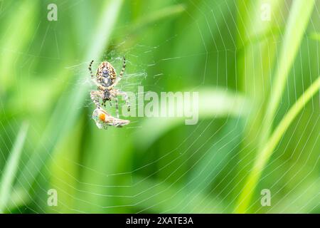 Aaraneus diadematus mit einem toten Fliegeninsekt im Spinnennetz, europäische Gartenspinne, Kreuzweber, Diademspinne, Orang, Kreuzspinne, gekrönt oder Stockfoto