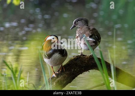 Mandarinenente (Aix galericulata), die auf einem umgefallenen Baumzweig am Rande eines Waldteichs thront, Forest of Dean, Gloucestershire, Großbritannien, Mai. Stockfoto