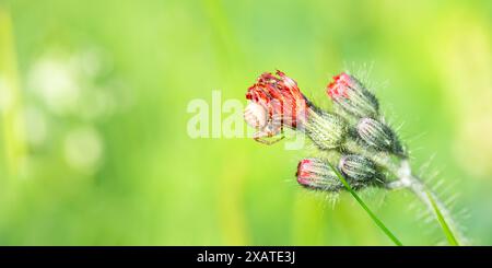 Sumpfkrabbenspinne, Xysticus ulmi, Insekt auf einer Distelblume auf einer grünen Wiese, Tier feuchter Bewohner Stockfoto