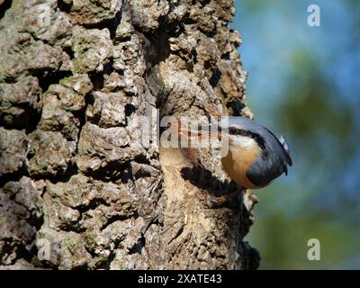 Nuthatch (Sitta europaea) steht kurz davor, ein Loch in einem hohlen Baumstamm mit einem Schnabel trockener Blätter für sein Nest zu betreten, Forest of Dean, Gloucestershire, Vereinigtes Königreich, Stockfoto