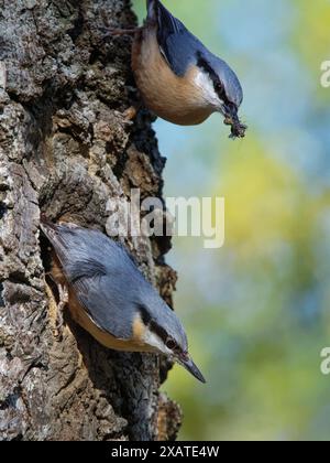 Nuthatch (Sitta europaea) füttert eine Balzfütterung, wobei ein Männchen einem Weibchen, das aus ihrem Nest in einem Baum, Forest of Dean, auftaucht, einen Schnabel voller Insekten anbietet Stockfoto