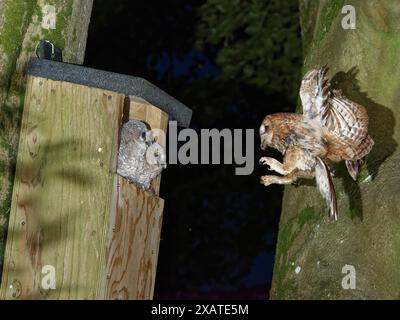 Tawny-Eule (Strix aluco) fliegt zu einem Nistkasten mit einem Cockchafer/Maikäfer (Melolontha melolontha) im Schnabel, um seine beiden Küken zu füttern, Wiltshire, Großbritannien. Stockfoto