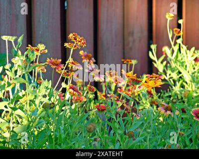 Indische Blanket-Blumen wachsen entlang eines roten Zauns. Stockfoto