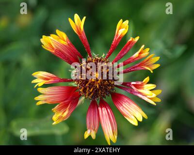 Große Nahaufnahme der indischen Blanket Blume. Stockfoto