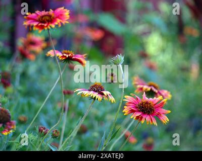 Zarte Blume von indischen Blanket (Gaillardia pulchella), die im Frühjahr wächst. Flacher Fokus. Hintergrund. Stockfoto