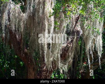 Großes spanisches Moos, das auf einem Baum in Südflorida wächst. Stockfoto