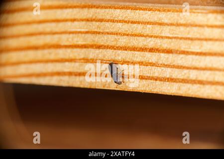 Familie Curculionidae Gattung Hylastes Bark Käfer wilde Natur Insektenfotografie, Bild, Tapete Stockfoto