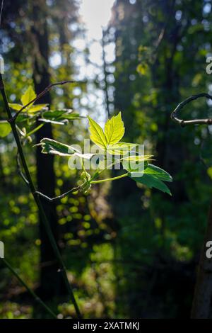 Der erste Frühling schießt. Das Kommen des Frühlings. Die Natur aufwachen. Hochwertige Fotos Stockfoto