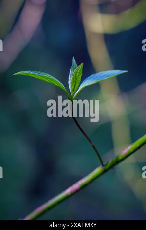 Der erste Frühling schießt. Das Kommen des Frühlings. Die Natur aufwachen. Hochwertige Fotos Stockfoto