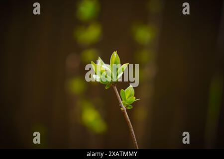 Der erste Frühling schießt. Das Kommen des Frühlings. Die Natur aufwachen. Hochwertige Fotos Stockfoto