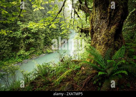 South Fork Stillaguamish River, Robe Canyon Historic Park, Cascade Mountains, Snohomish County, Washington State, USA Stockfoto