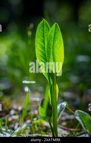 Der erste Frühling schießt. Das Kommen des Frühlings. Die Natur aufwachen. Hochwertige Fotos Stockfoto