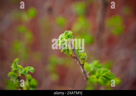 Der erste Frühling schießt. Das Kommen des Frühlings. Die Natur aufwachen. Hochwertige Fotos Stockfoto