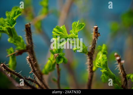 Der erste Frühling schießt. Das Kommen des Frühlings. Die Natur aufwachen. Hochwertige Fotos Stockfoto