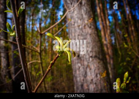 Der erste Frühling schießt. Das Kommen des Frühlings. Die Natur aufwachen. Hochwertige Fotos Stockfoto