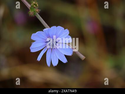 Einsame Zichorienblüte - Cichorium intybus wächst wild. Flacher Fokus auf Blume für Effekt. Bokeh-Hintergrund. Kopierbereich. Oeiras, Portugal. Stockfoto