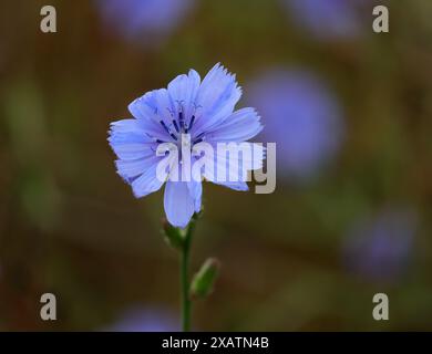 Einsame Zichorienblüte - Cichorium intybus wächst wild. Flacher Fokus auf Blume für Effekt. Bokeh-Hintergrund. Kopierbereich. Oeiras, Portugal. Stockfoto