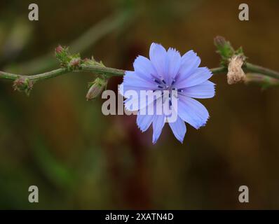 Einsame Zichorienblüte - Cichorium intybus wächst wild. Flacher Fokus auf Blume für Effekt. Bokeh-Hintergrund. Kopierbereich. Oeiras, Portugal. Stockfoto