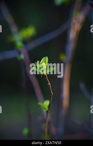 Der erste Frühling schießt. Das Kommen des Frühlings. Die Natur aufwachen. Hochwertige Fotos Stockfoto