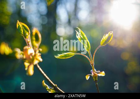 Der erste Frühling schießt. Das Kommen des Frühlings. Die Natur aufwachen. Hochwertige Fotos Stockfoto