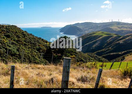 Weiden in Wellington Region - Neuseeland Stockfoto