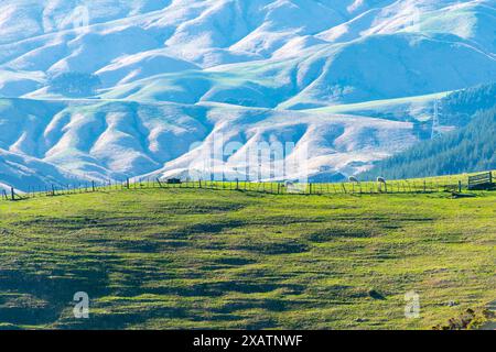 Weiden in Wellington Region - Neuseeland Stockfoto