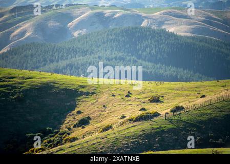 Weiden in Wellington Region - Neuseeland Stockfoto