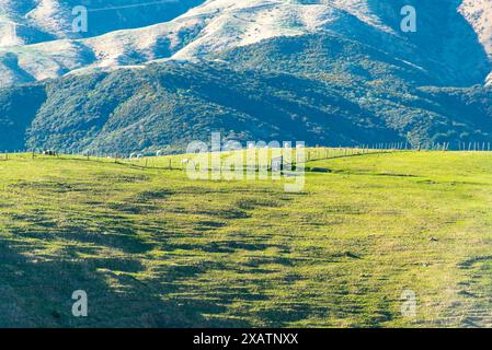 Weiden in Wellington Region - Neuseeland Stockfoto