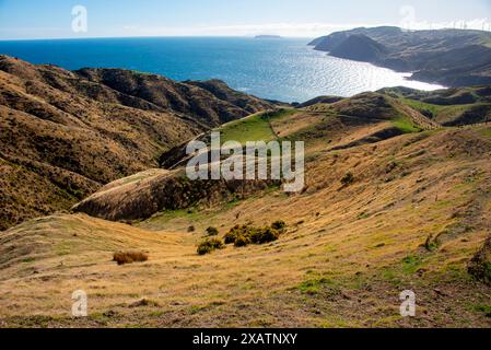 Weiden in Wellington Region - Neuseeland Stockfoto