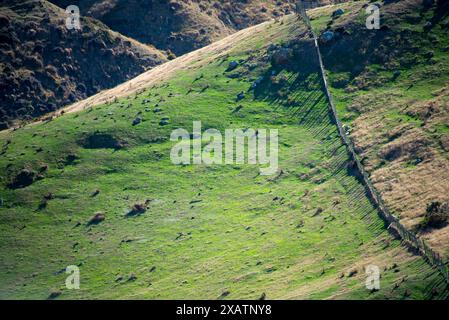 Weiden in Wellington Region - Neuseeland Stockfoto