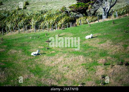 Weiden in Wellington Region - Neuseeland Stockfoto