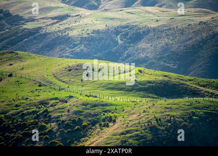 Weiden in Wellington Region - Neuseeland Stockfoto