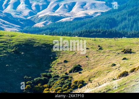 Weiden in Wellington Region - Neuseeland Stockfoto