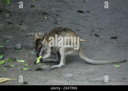 Rothals Wallaby oder Bennett Wallaby (Macropus rufogriseus) ist ein endemisches Säugetier auf dem australischen Kontinent. Bekannt für seine schnelle Lauffähigkeit. Stockfoto